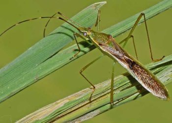 Bọ Xít Hôi hại Lúa và Các biện pháp phòng trừ