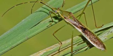 Bọ Xít Hôi hại Lúa và Các biện pháp phòng trừ