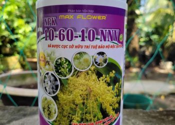 Phân bón Siêu Lân NPK 10-60-10 (500g)