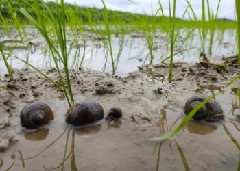 Các biện pháp phòng trừ Ốc Bươu Vàng hại lúa đầu vụ