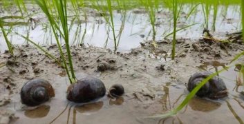 Các biện pháp phòng trừ Ốc Bươu Vàng hại lúa đầu vụ