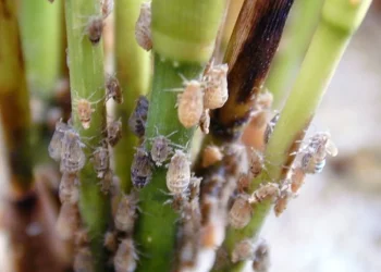 Biện pháp phòng trừ rầy nâu hại lúa