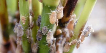 Biện pháp phòng trừ rầy nâu hại lúa